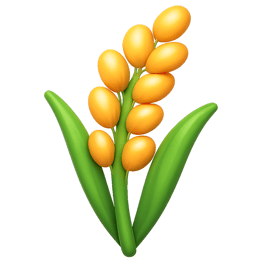 lúa rice plant