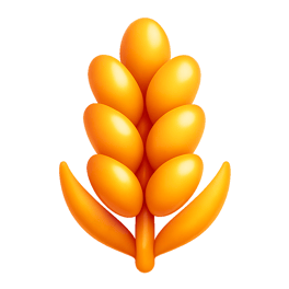lúa mì wheat