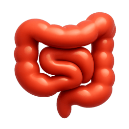 ruột intestine